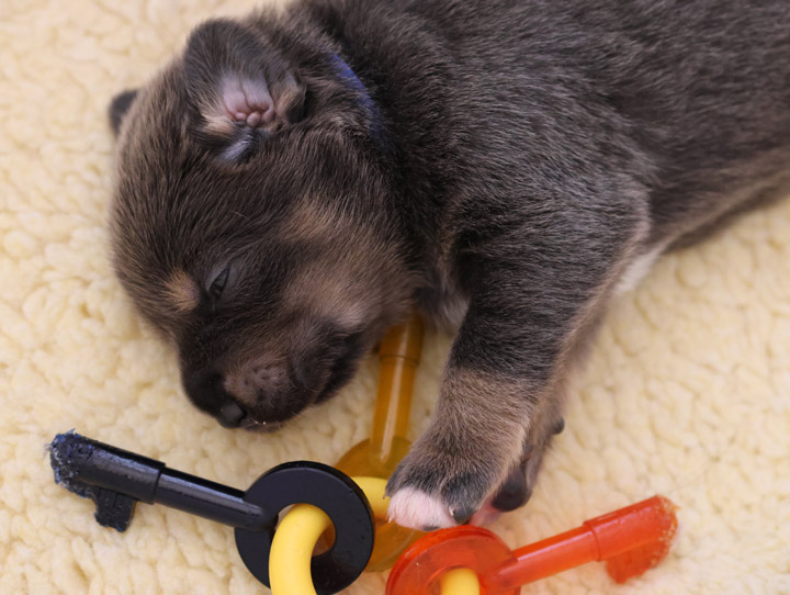 chinook dog